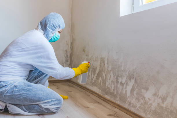 Licensed Mold Removal service in Brookline, MA - WQB Mold Removal