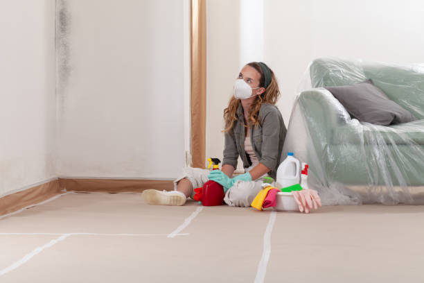 Reliable Mold Removal contractor in Brookline, MA by WQB Mold Removal